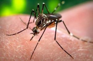 Zika Virus - Its Causes, Symptoms and Cure